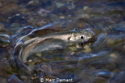 One of many Herring caught in a tidal pool after spawning. by Marc Damant 